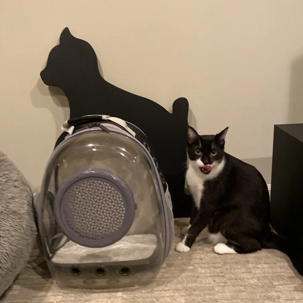 Cat bubble backpack